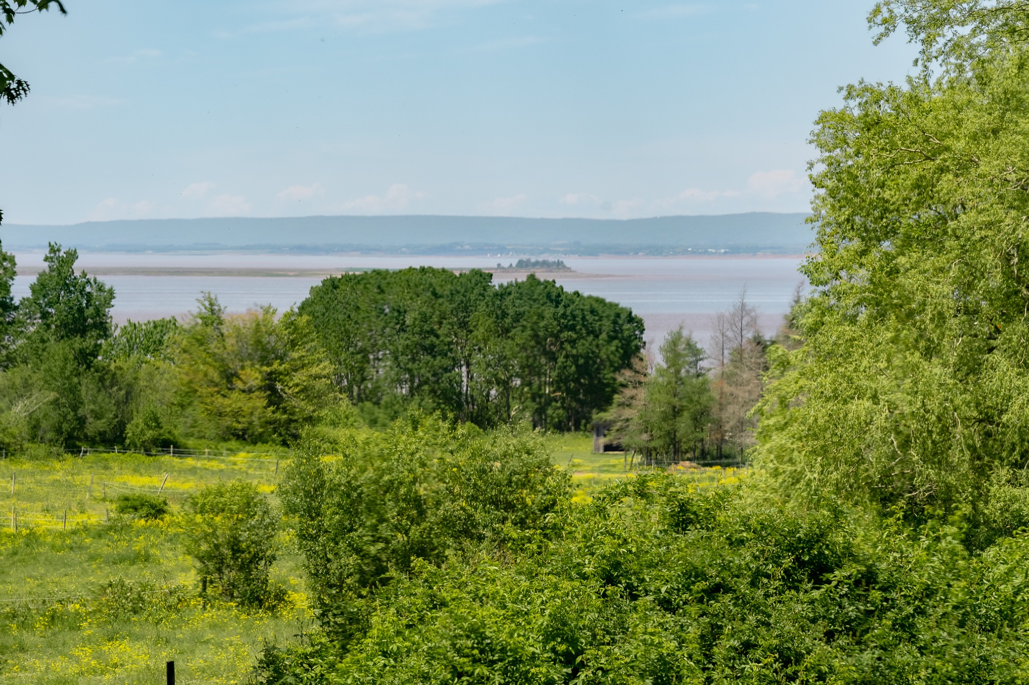 Wildflower meadow rolling down to the Minas Basin and the distant hills